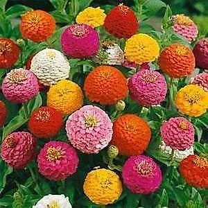 40+ Adet Zinnia Lilliput Ponpon �i�ekli Bitki Tohumu- Kar���k Renk �i�ekler