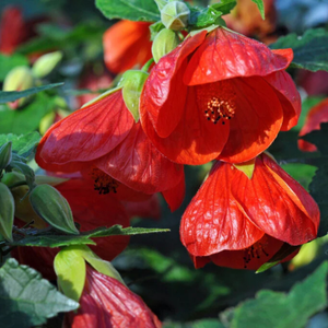 10+ Adet �an �i�ekli Abutilon Hybridum �i�ek Tohumu - �in feneri