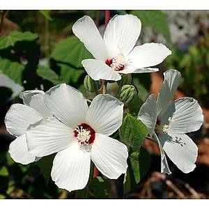 Hibiscus �i�ek Tohumu -Dev Beyaz �i�ekli