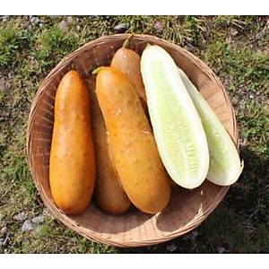 10+ Adet Geleneksel Poona Kheera Tatl� Salatal�k Tohumu