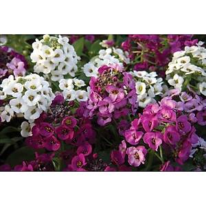 500+ Adet Alyssum Kar���k Renk �i�ekli Tohumu- Kokulu �i�ekler