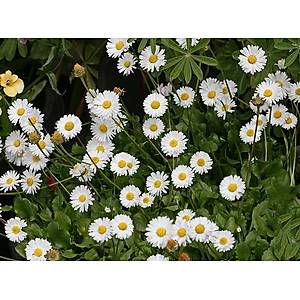 Beyaz �ngiliz Papatyas� Tohumu