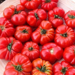 10+ Adet De�ti Susuz  Domates Tohumu-  Atal�k T�r