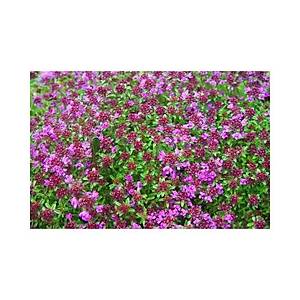 300+ Adet Mor Yay�l�c� Kekik Tohumu