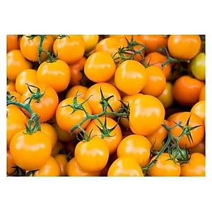 10+ Adet Geleneksel Figiel Turuncu Kiraz Domates Tohumu