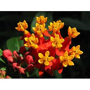 30+ Adet Kelebek �i�e�i Tohumu- Asclepias Crussavica