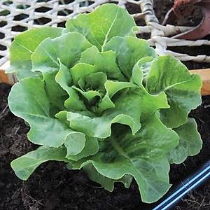 100+ Adet Arctic King K�� Marulu Tohumu