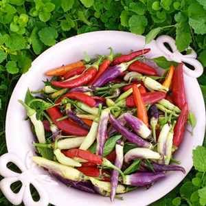 10+ Adet Alaca Tur�uluk Ac� biber Tohumu