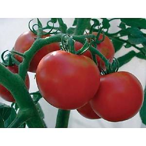 10+ Adet Geleneksel Rutgers Erkenci Domates Tohumu