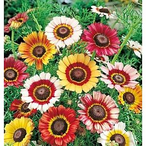 50+ Adet �� Renk Papatya Tohumu- �ingene Ete�i