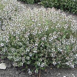 Portakal Kokulu Kekik Tohumu