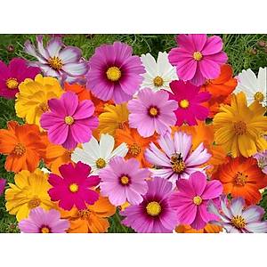 40+ Adet Kozmos �i�e�i Tohumu- Rengarenk �i�ekler