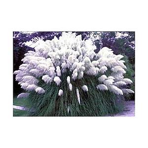 100+ Adet Beyaz P�sk�ll� Pampas �imi Tohumu