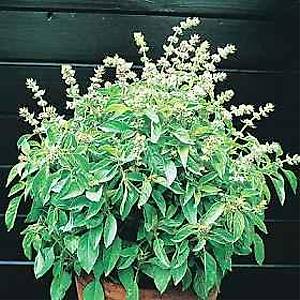 100+ Adet Lime Tad�nda Ve Kokusunda Fesle�en Tohumu