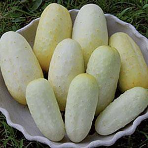 10+ Adet  Geleneksel Boothbys Sar� Salatal�k Tohumu