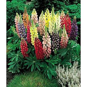 10+ Adet Kar���k Renkli C�ce Lupin Tohumu