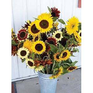 20+ Adet Kar���k Renk ve T�rde Ay�i�ek Tohumu