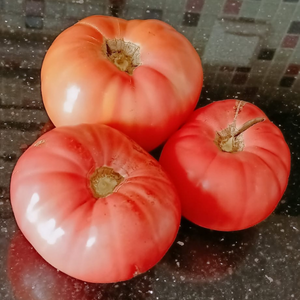 10+ Adet Dev Sivas Yerli Atal�k Domates Tohumu