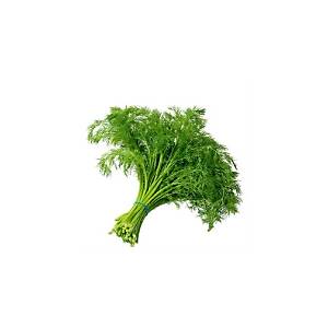 300+ Adet Dereotu �ifal� Ye�illik Tohumu