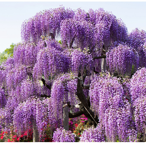 3 Adet Kokulu Mor Salk�m- Wisteria Sinensis Sarma��k tohumu