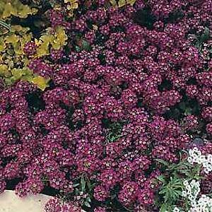 500+ Adet Alyssum Bordo �i�ekli Tohumu- Kokulu �i�ekler