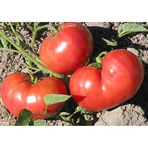 10+ Adet Dev Pembe Alman Domatesi Tohumu- S�r�k Tipi Domates