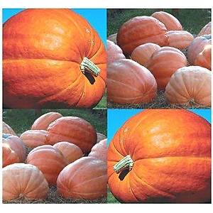 3 Adet Dills Atlantic Giant- �d�ll� Dev Balkaba�� Tohumu