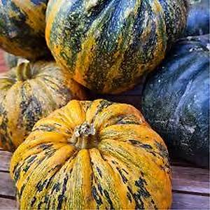 5 Adet Atal�k Pamukova Karakabak Tohumu