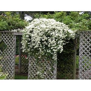 10+ Adet Clematis �i�e�i Tohumu -Muhte�em Kokulu