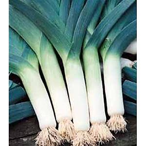 50+ Adet So�uklara Dayan�kl� Geleneksel P�rasa Tohumu