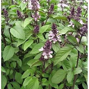 100+ Adet Tar��nl� Fesle�en Tohumu- Mis Kokulu