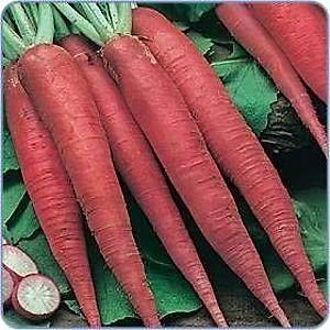 50+ Adet �talyan K�rm�z� Havu� Turp Tohumu