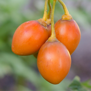 5 Adet Turuncu Tamarillo Domates A�ac� Tohumu- Sadece Tohum D�nyas�nda
