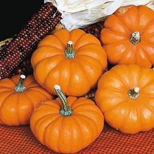 10+ Adet Avu� ��i Mini Bal Kaba�� Tohumu