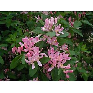 Pembe �i�ekli Tatar Bitkisi Tohumu- Yo�un Kokulu