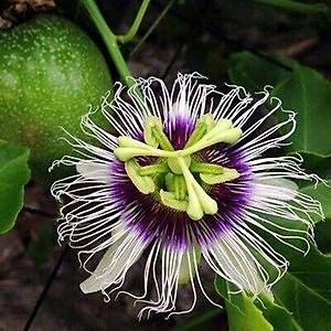 5 Adet Passiflora Pandora Mor Meyveli Sarma��k Tohumu
