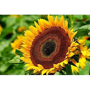 Dev Ay�i�e�i Taiyo Tohumu- 30 cm �i�ekli