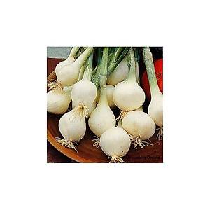 70+ Adet Paris G�m�� Renkli So�an Tohumu