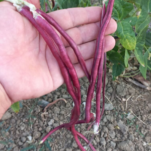 10+ Adet  Uzun K�rm�z� B�r�lce Tohumu - Geleneksel