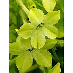 350+ Adet Yasemin T�t�n� Sarma��k Tohumu-Ye�il �i�ekli- Parf�m Kokulu