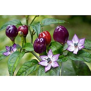 5 Adet �ok Ac� Mini �ili Mor Biber Tohumu