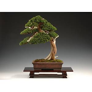 �in Ard�� A�ac� Bonsai Tohumu