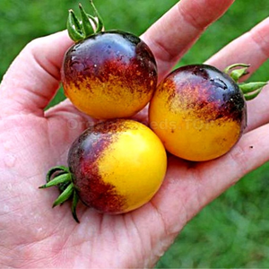 10+ Adet Bosque Bumblebee Domates Tohumu - Kolleksiyonluk Domates