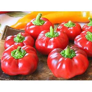 �talyan Topepo Rosso Mini Tatl� Biber Tohumu