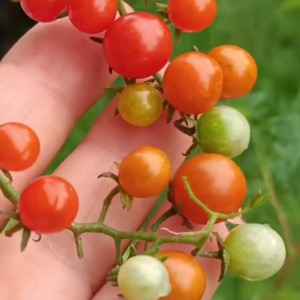 10+ Adet Bezelye Cherry Domates Tohumu-S�r�k Tipi Domates