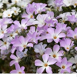 500+ Adet Kokulu Kaliforniya Alev �i�e�i Tohumu