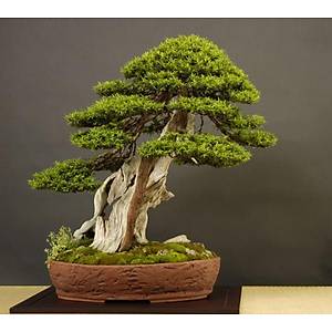 10 Adet Japanese Yew Bonsai Tohumu