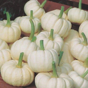 5 Adet Mini Beyaz Bal Kaba�� Tohumu