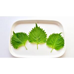 75+ Adet Ye�il Biftek Otu- Perilla Tohumu