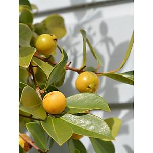 5 Adet Tropik Limon Guava Meyvesi Tohumu